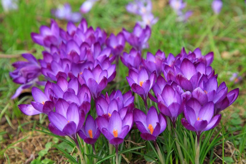 春季盛开的紫色鲜花