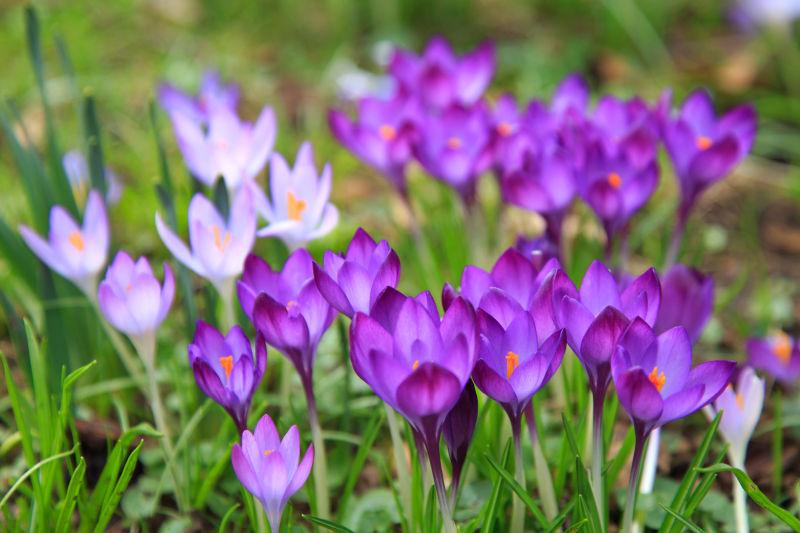 花园里的紫色鲜花