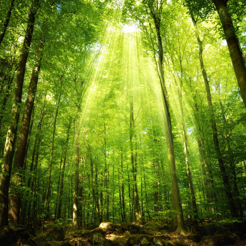 阳光在森林中照耀