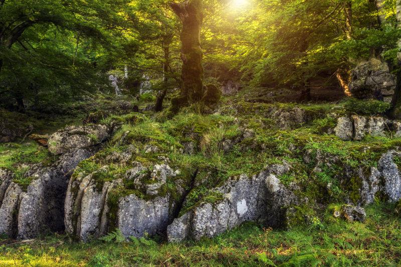 树木和石头覆盖着苔藓的幻想森林