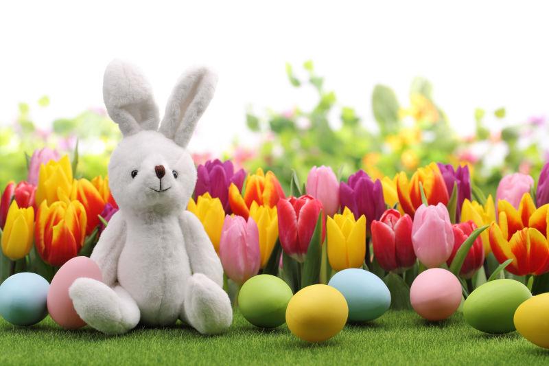 白色背景下草地上的兔子复活节彩蛋和郁金香花