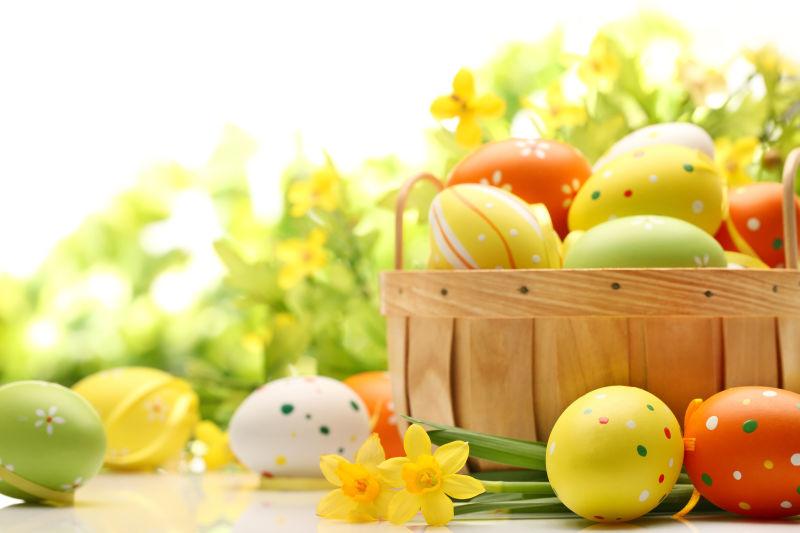 白色背景上的复活节彩蛋和黄色的水仙花