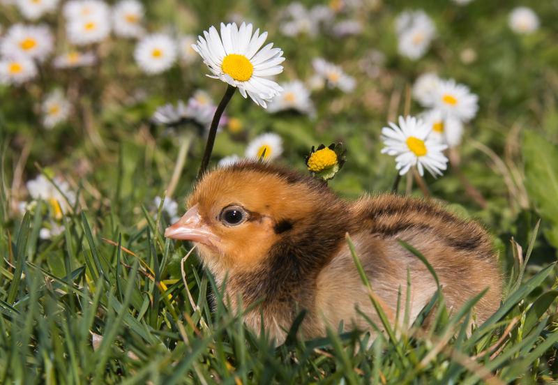 小鸡在草地上满雏菊