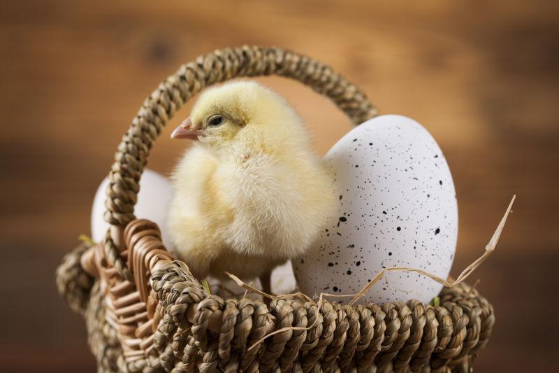 木制篮子背景下的复活节雏鸡