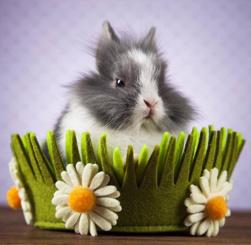 可爱时尚复活节沙发床上的兔子