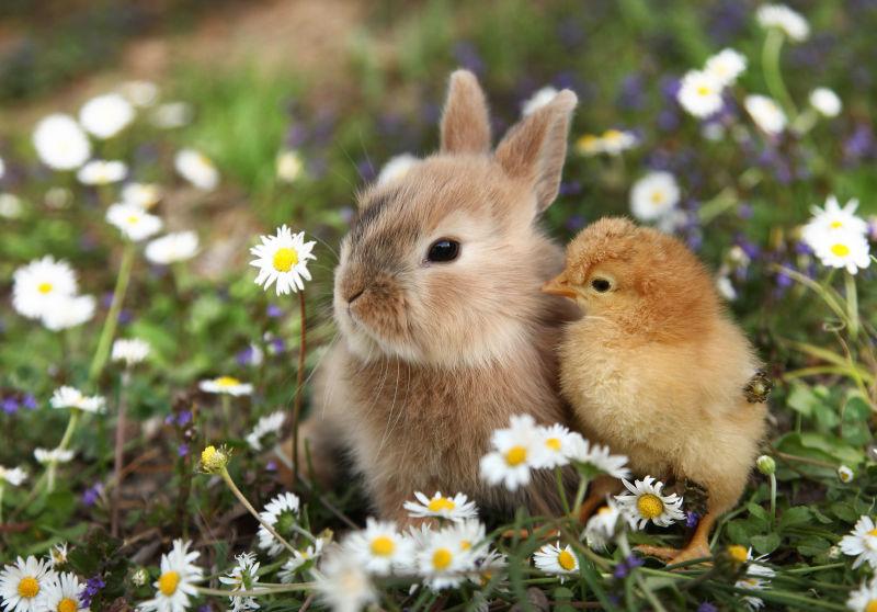 在草地上可爱的兔子和小鸡