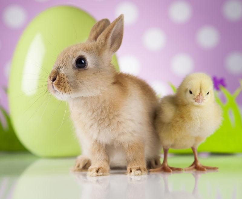 室内活泼可爱的复活节兔子和小鸡