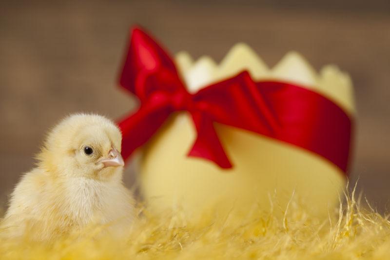 复活节孵出的可爱的雏鸡
