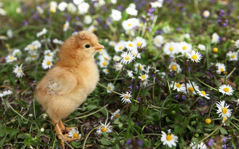 可爱的小鸡在多彩的草地上