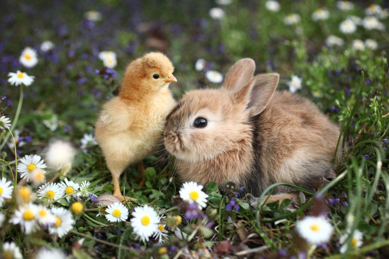 开满花朵的草地上的可爱的兔子和小鸡