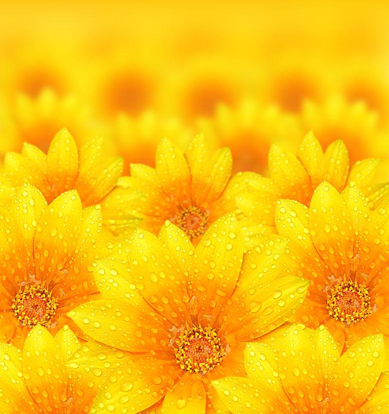 鲜黄色花朵背景露露珠