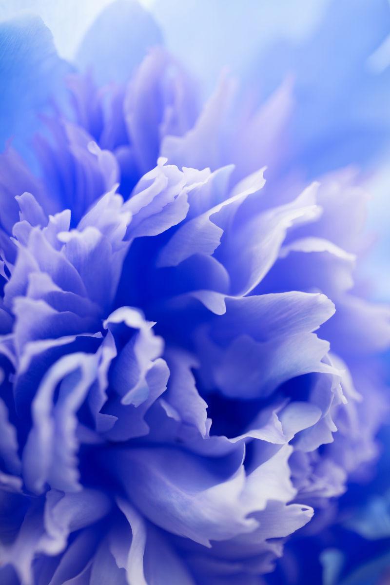 抽象蓝花背景