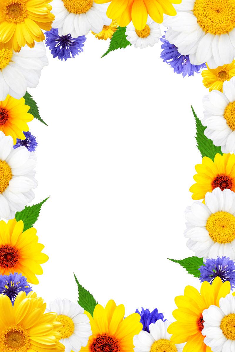 在白色背景上的菊花和矢车菊花朵框架