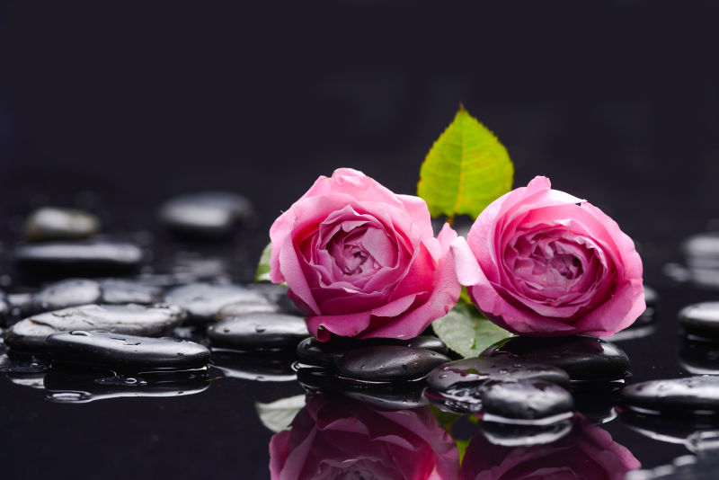 湿石头的美丽粉红玫瑰