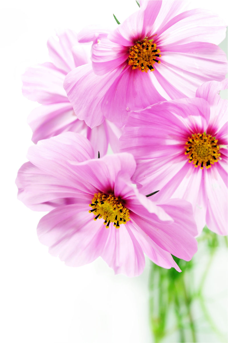 白色背景上的美丽粉红色花朵