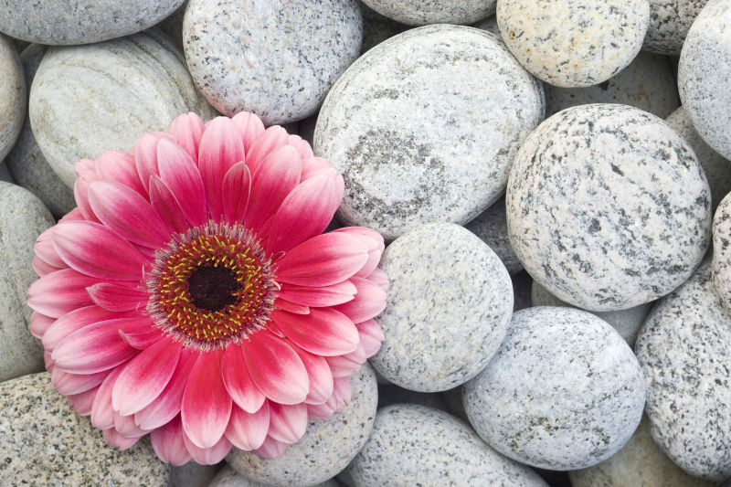 落在石头上的粉红色菊花