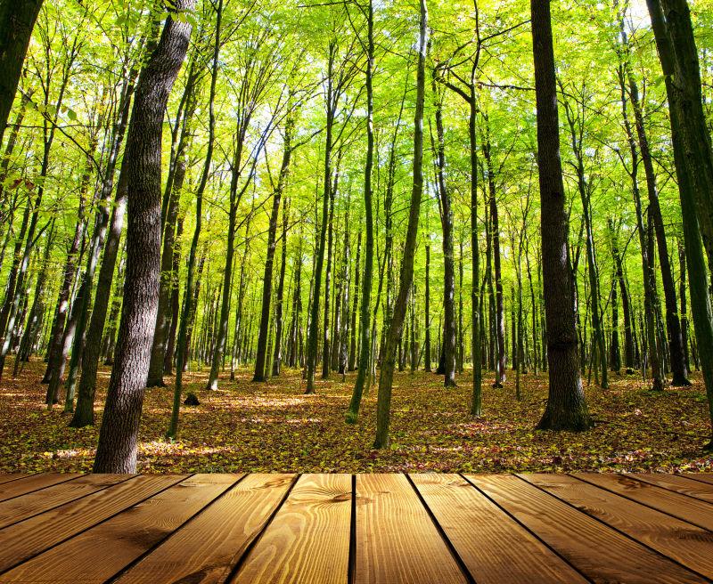 森林自然背景前的木桌