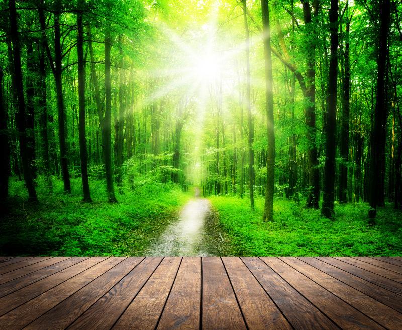 阳光穿透的森林背景前的木桌