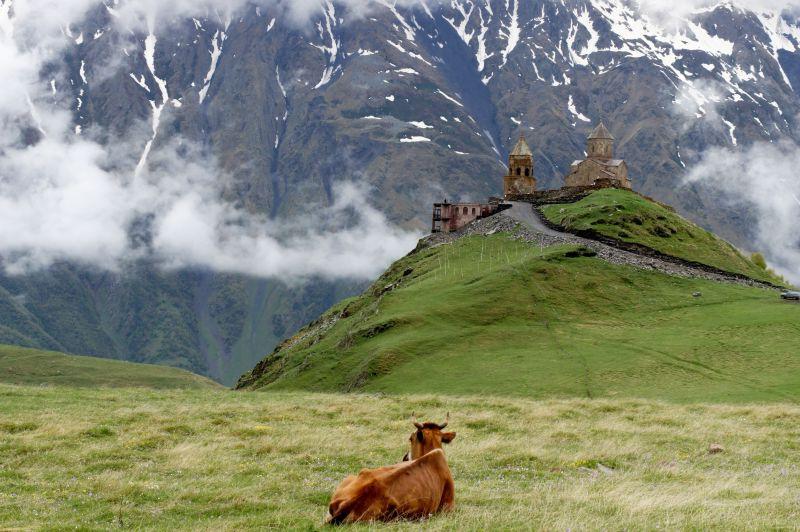 山上的城堡与牛