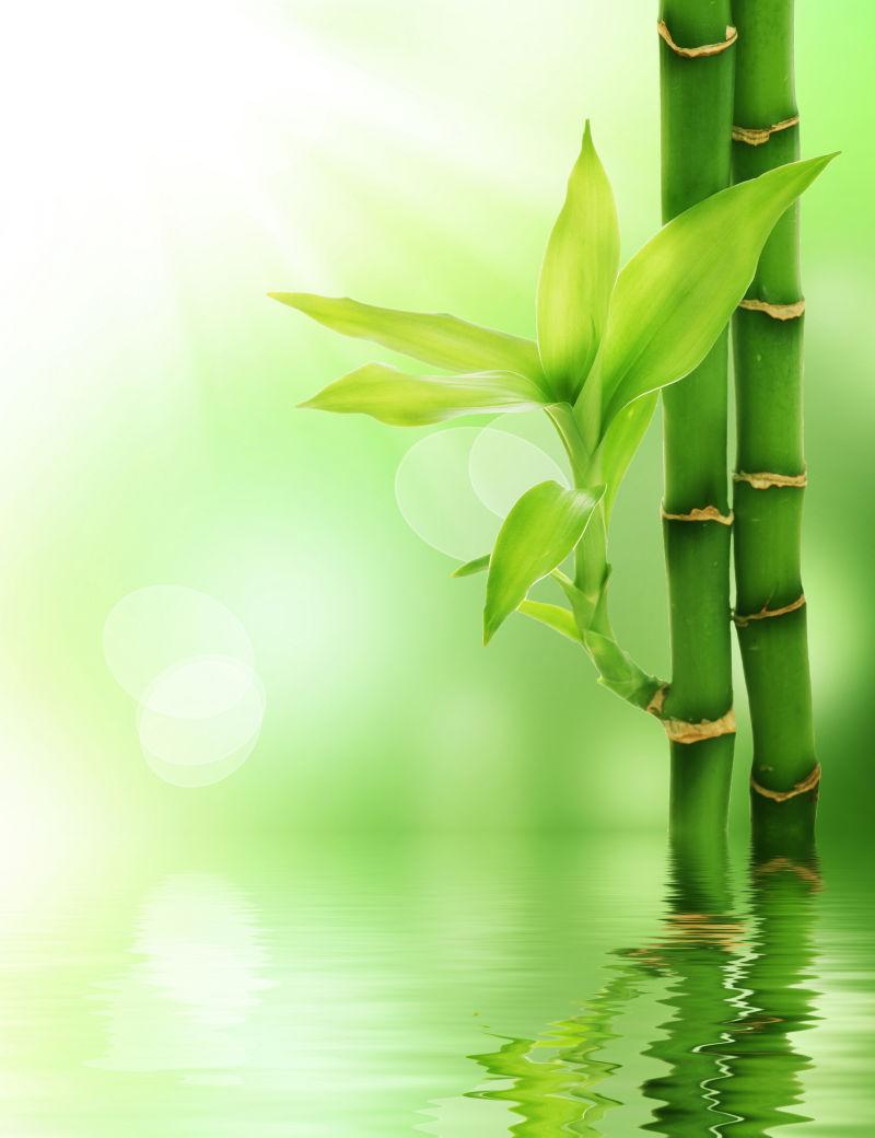 水面上的绿色竹子