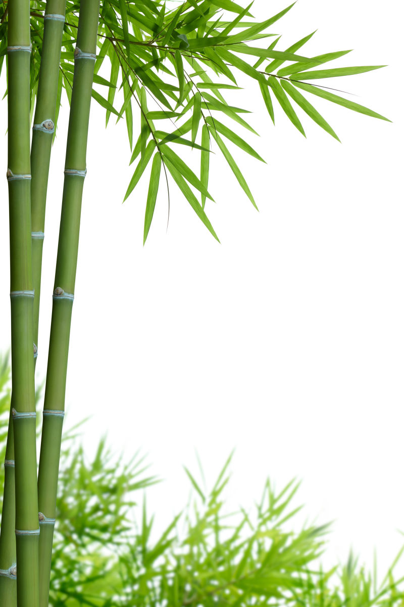 挺拔的绿色竹子