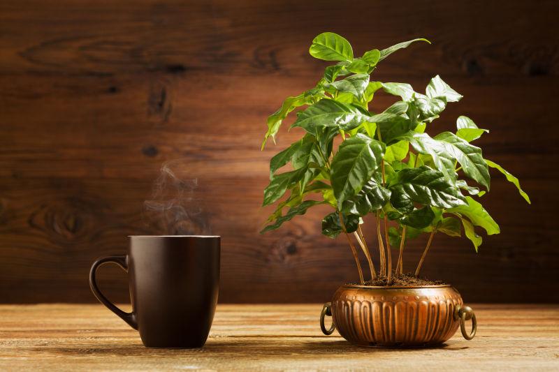 咖啡树盆栽和一杯热咖啡