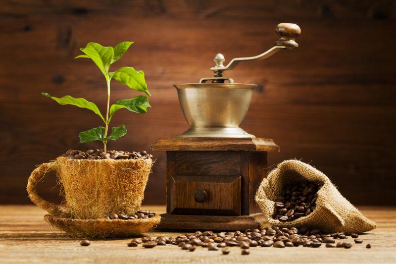 咖啡树和口袋里的咖啡豆