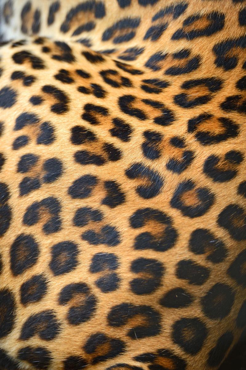 豹子在自然栖息地的画像