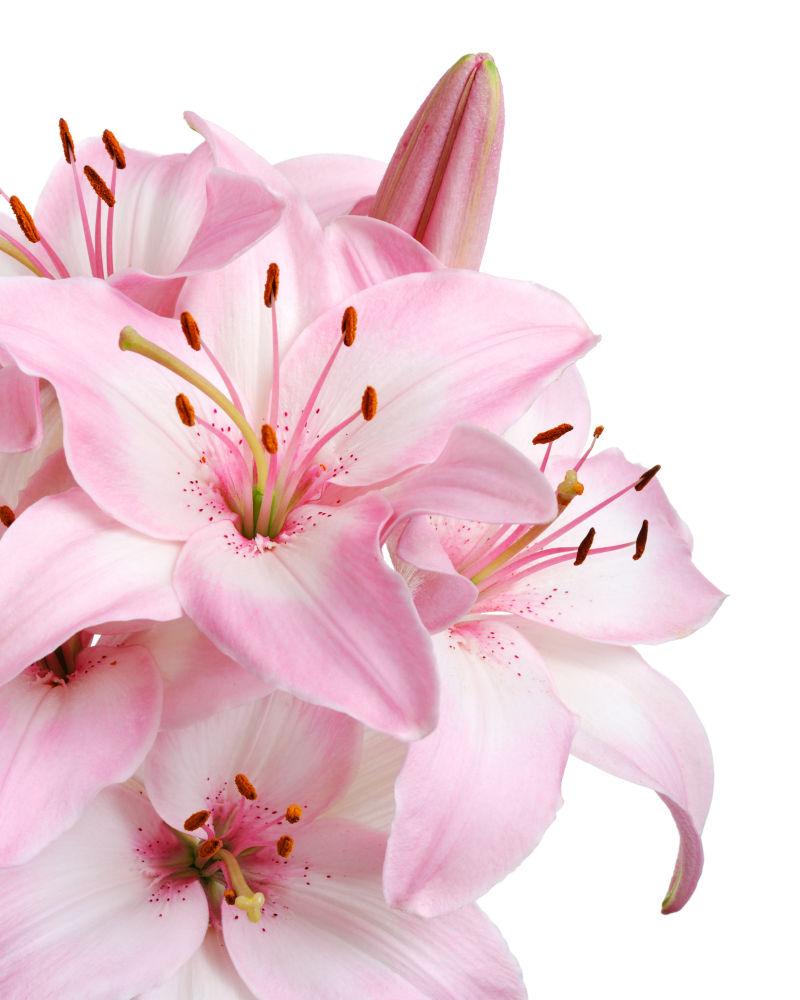 白色的新鲜粉红色百合花