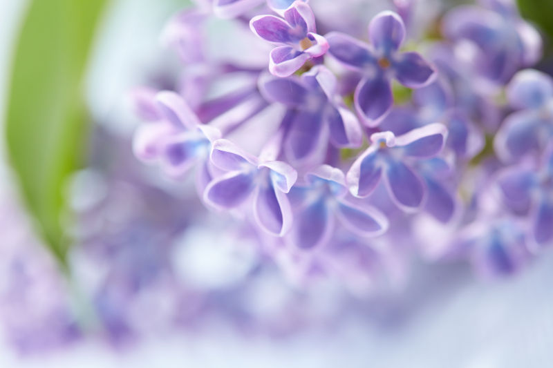 模糊背景中的丁香花