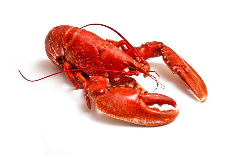 白色背景上的熟的红色龙虾