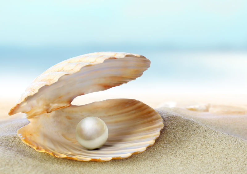 沙滩贝壳里的美丽白色珍珠