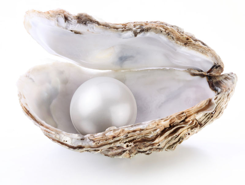 白色背景上贝壳里的白色珍珠