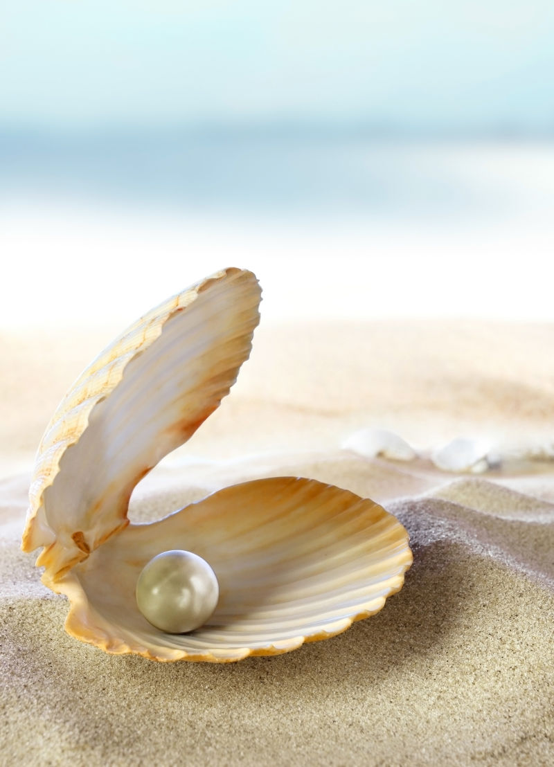 沙滩贝壳里美丽的珍珠