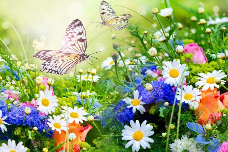 春季花丛中飞舞的蝴蝶背景