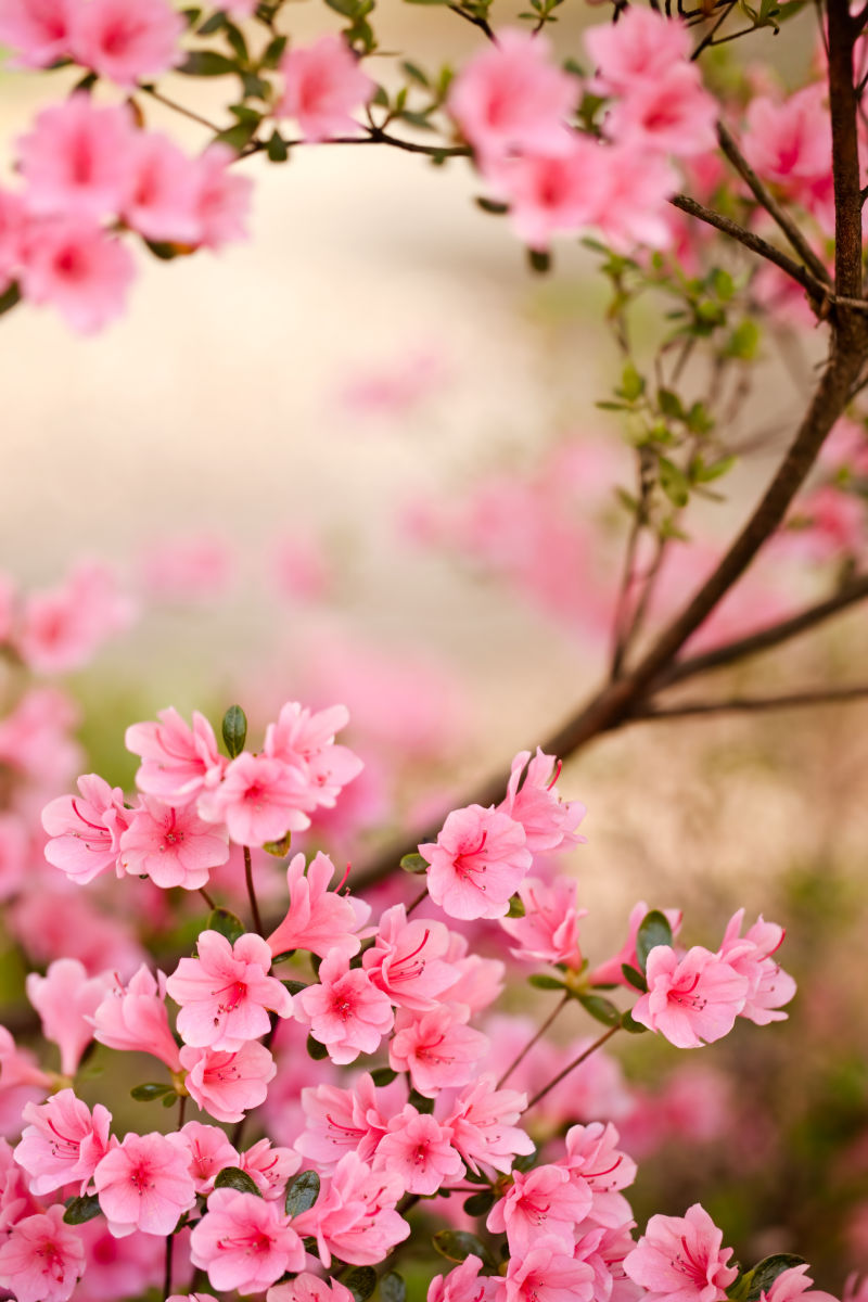 春天粉红色的花朵