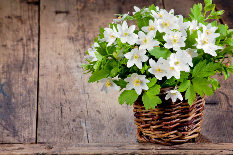 木篮子里的白色小花朵