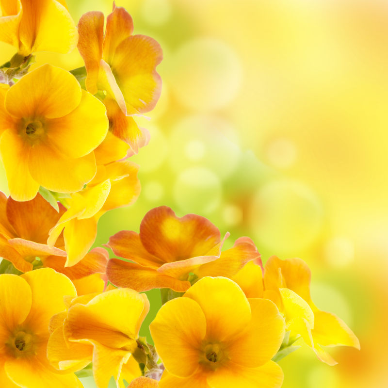 黄色梦幻背景前的花朵