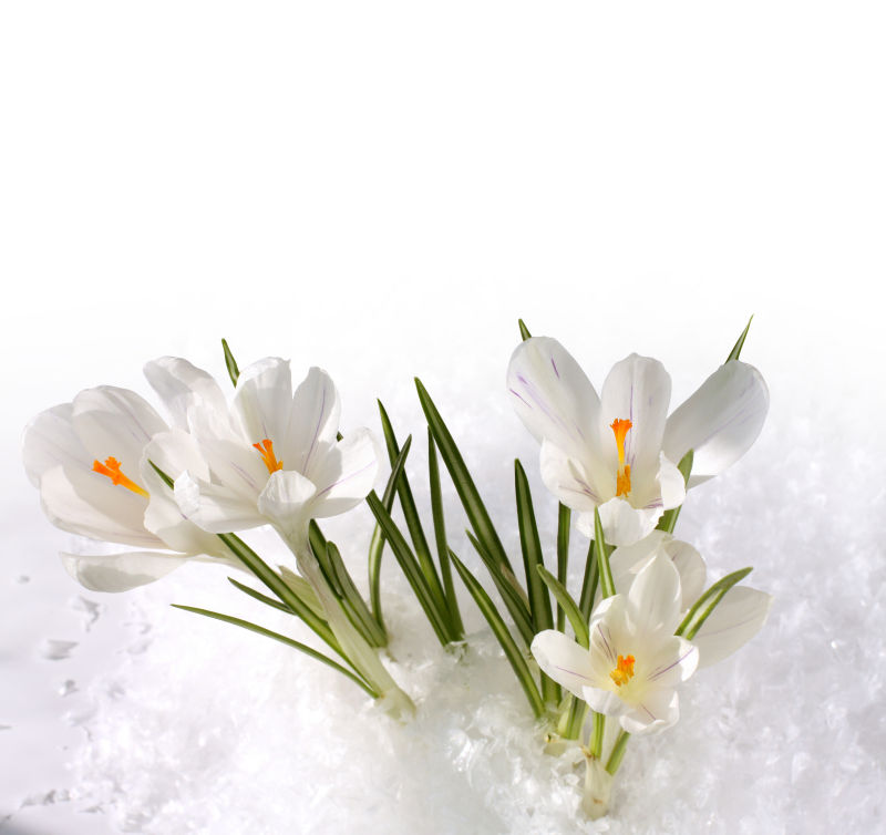 白色背景冰块上面的花朵