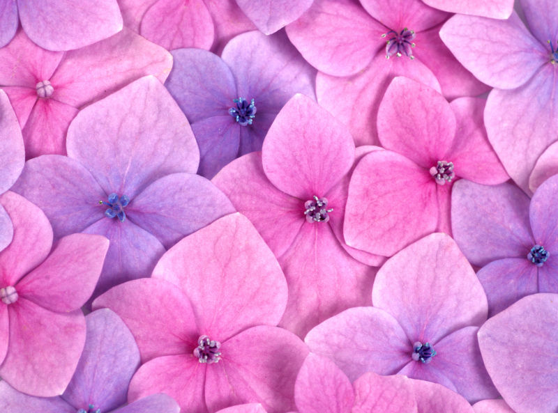 春天粉紫色的小花