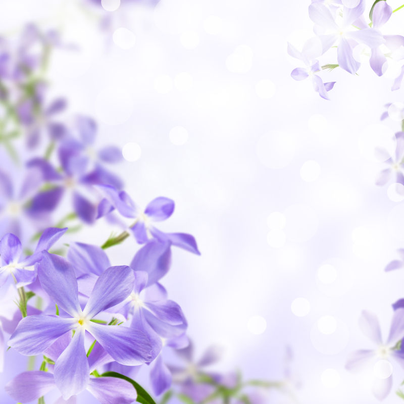 梦幻的紫色小花朵