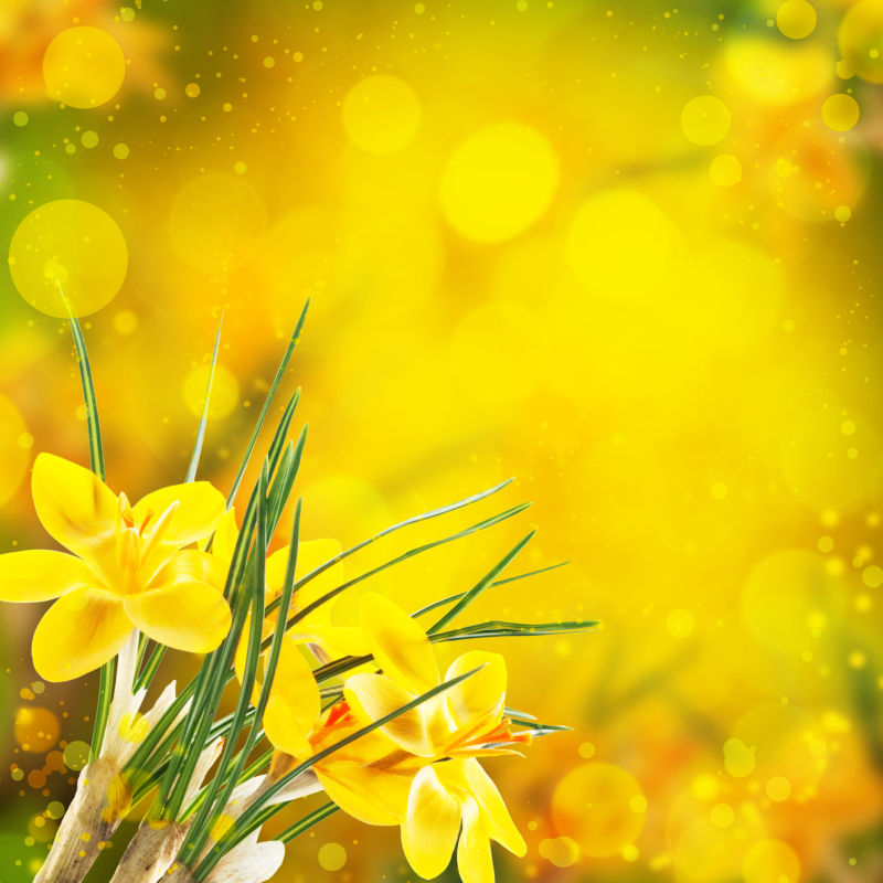 黄色梦幻背景前的黄色花朵