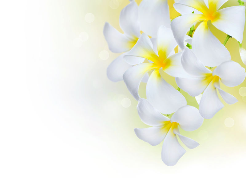 美丽绽放的白色花朵