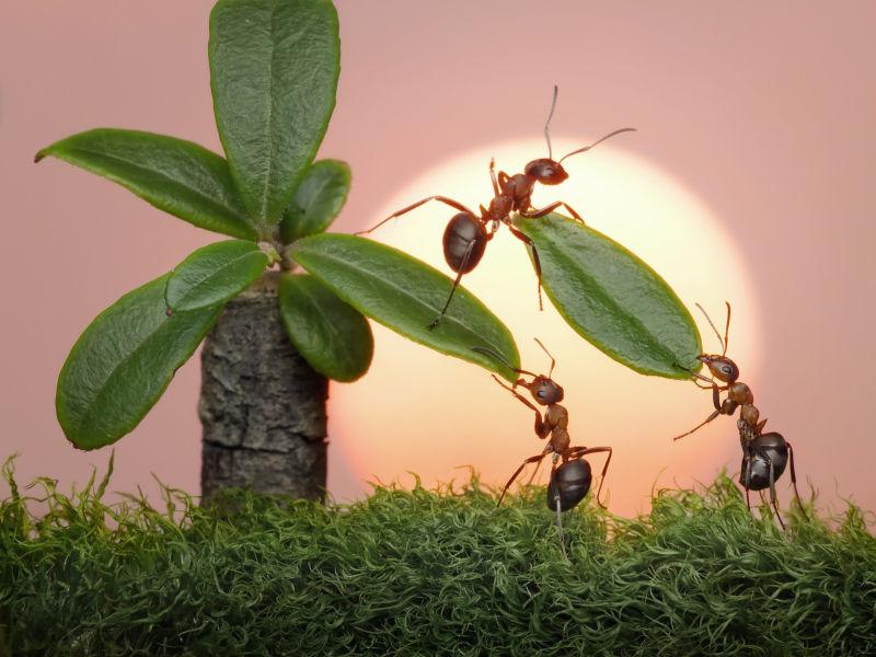 蚂蚁在日落或日出时砍伐棕榈树叶