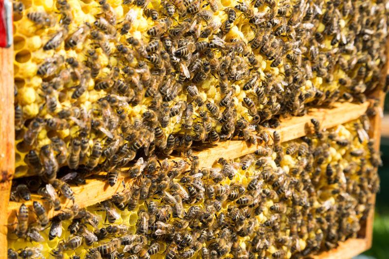 蜂箱上密密麻麻的蜜蜂