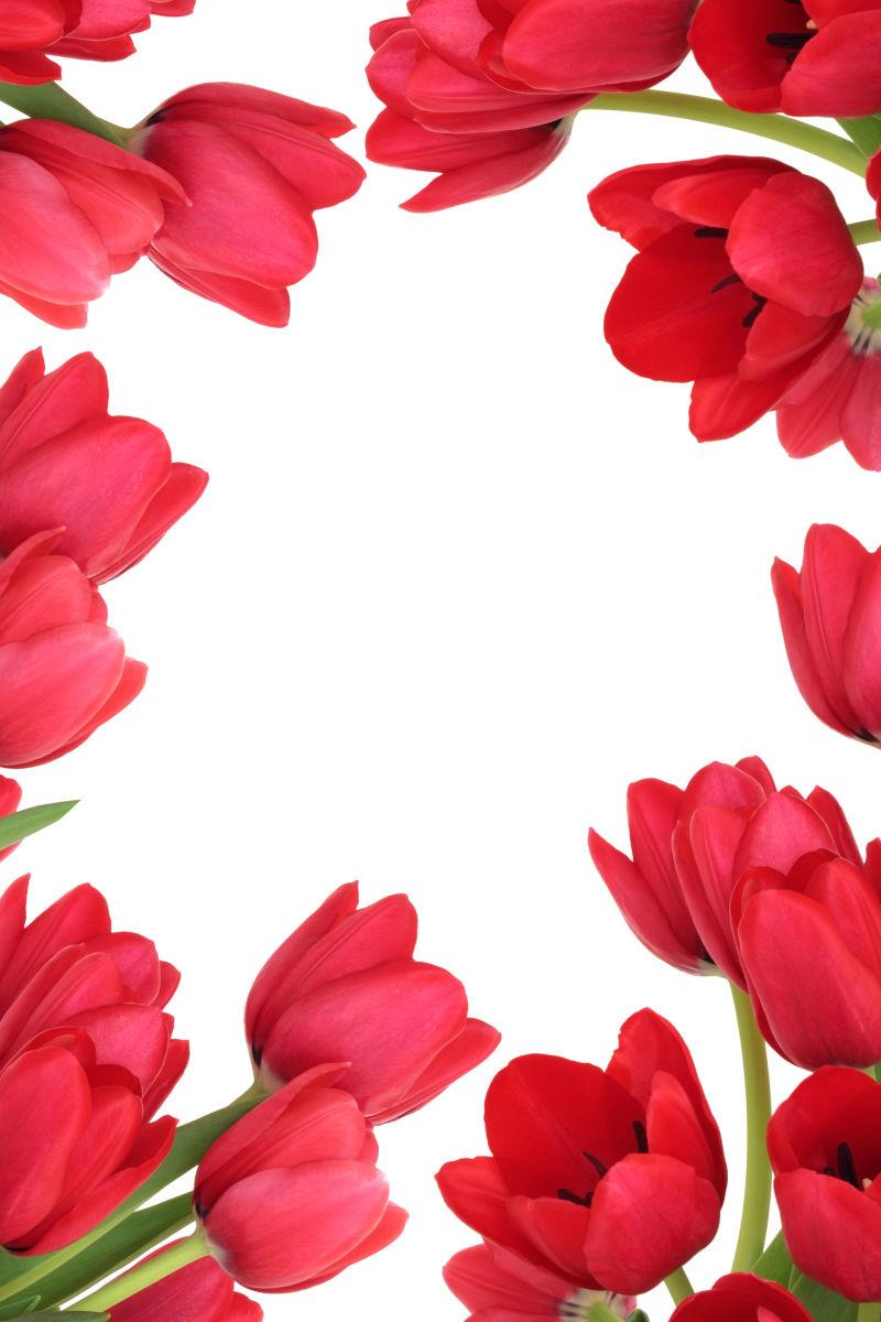 美丽的红色郁金香花朵