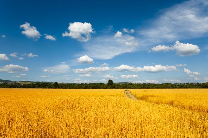 夏日金黄色的麦田和多云的天空