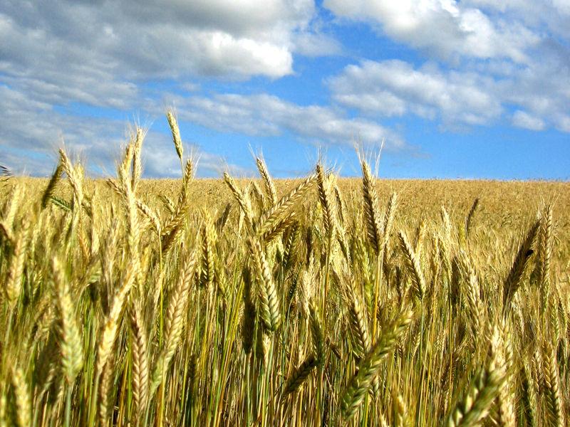 蔚蓝的天空下的农地上长满金黄的麦田
