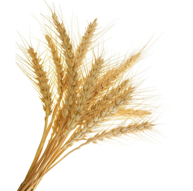 白色背景下的小麦穗