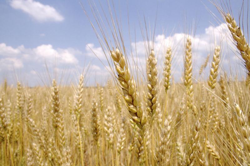 夏日丰收的小麦